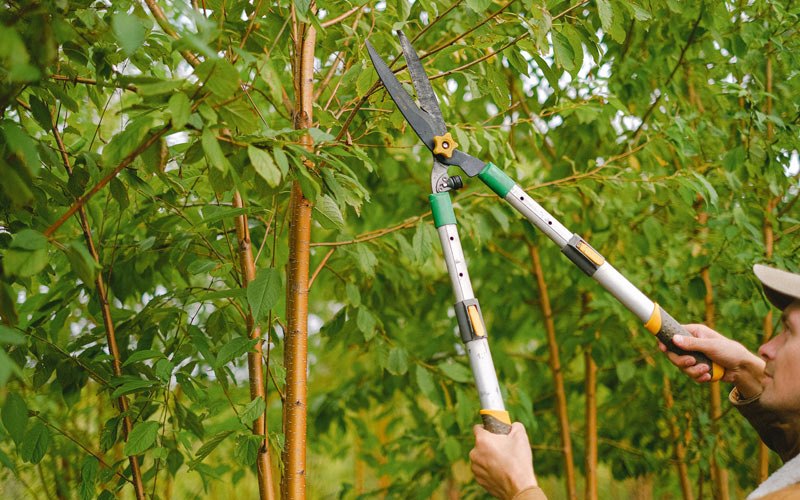 Tree trimming in Points, WV