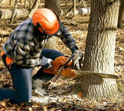 Tree Removal in Points, WV